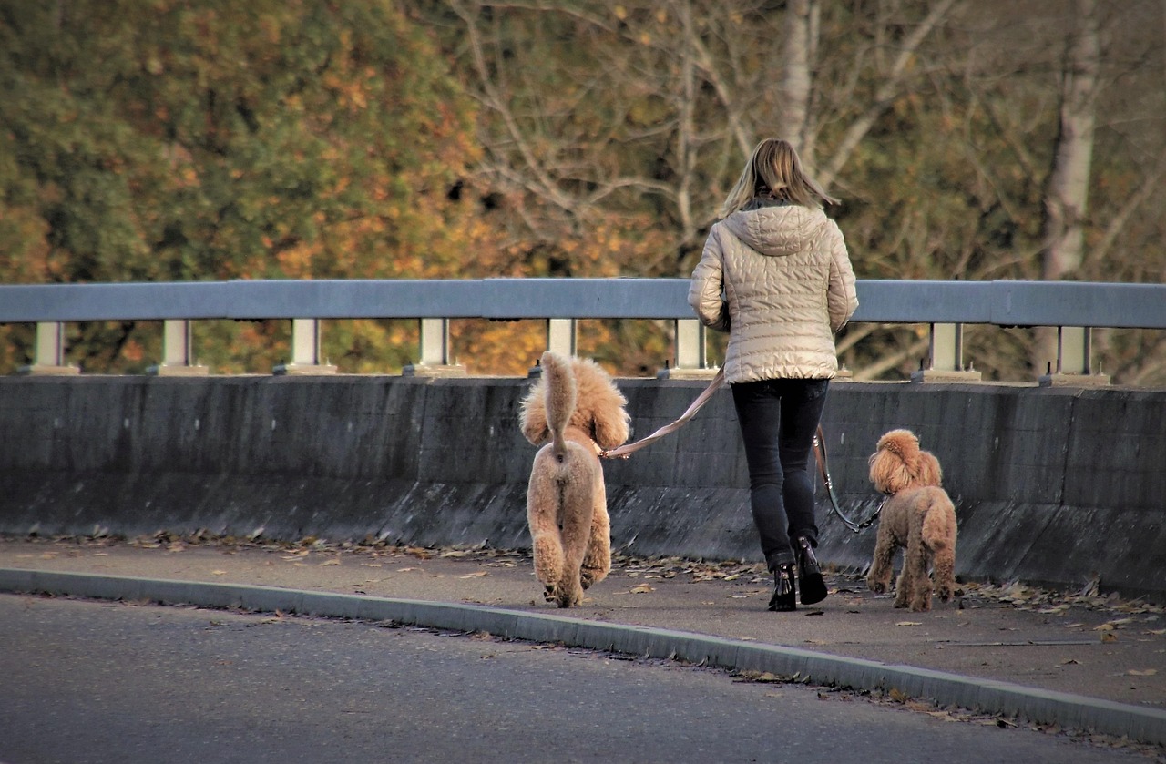 Dog Walker Website Tips to Get More Local Clients in 2026