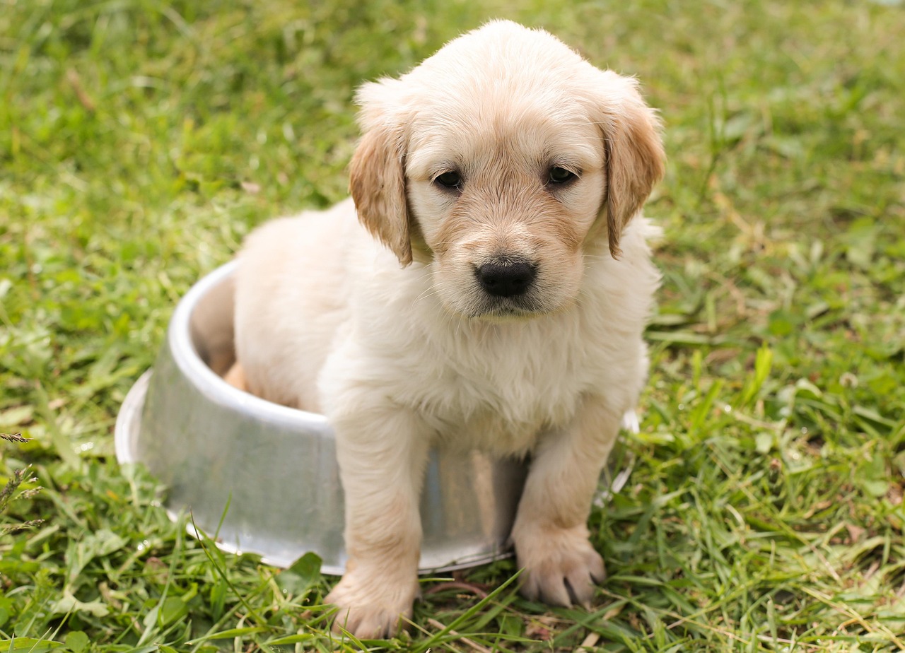 Dog Trainer Website That Converts: Build Yours in 2026